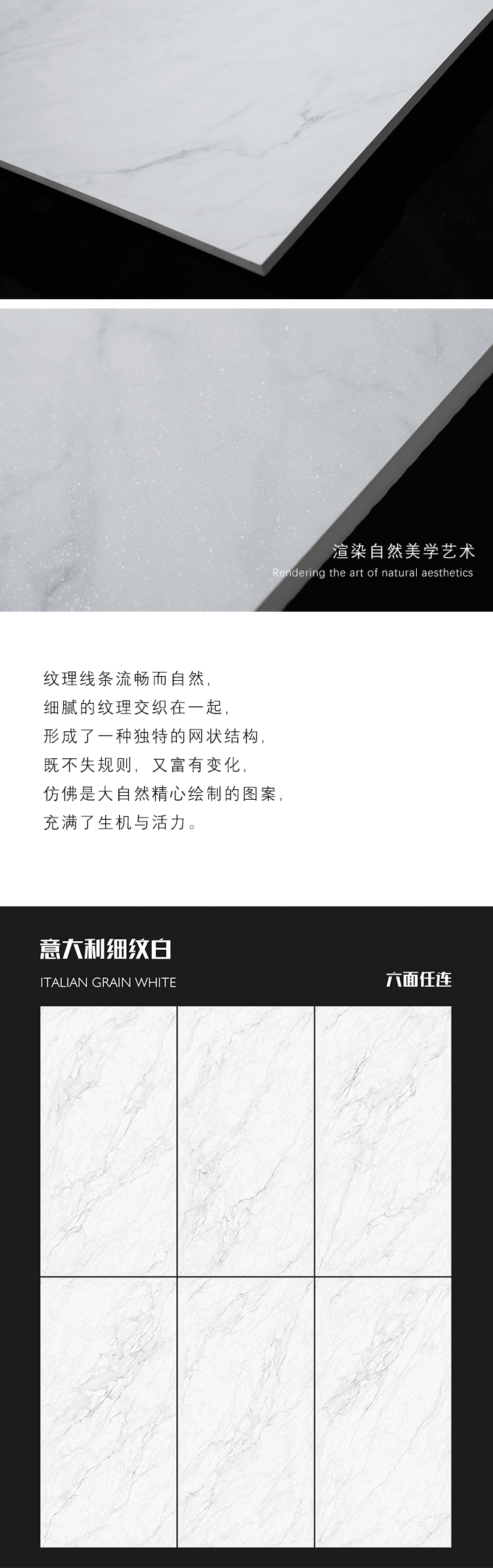 意大利細(xì)紋白-1(新）_03